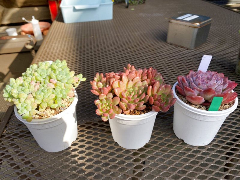 画像1: キャビア・ルビー群生・シュガークリスタル (1)