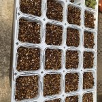 画像2: ９cmトレー付きポット（24個入り） (2)