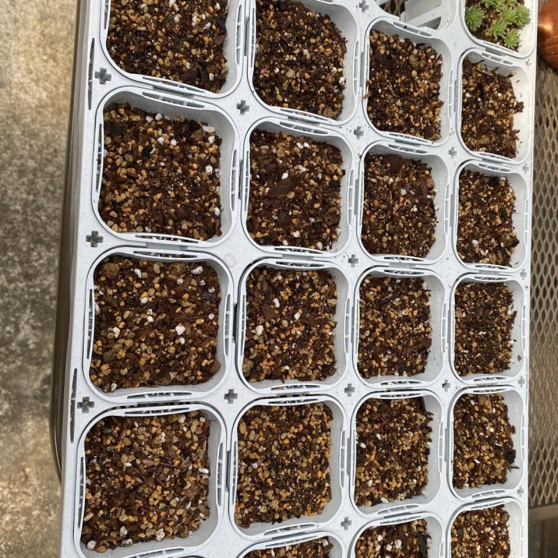 画像2: ９cmトレー付きポット（24個入り） (2)