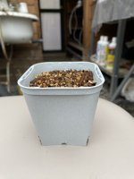 画像3: ９cmトレー付きポット（24個入り） (3)