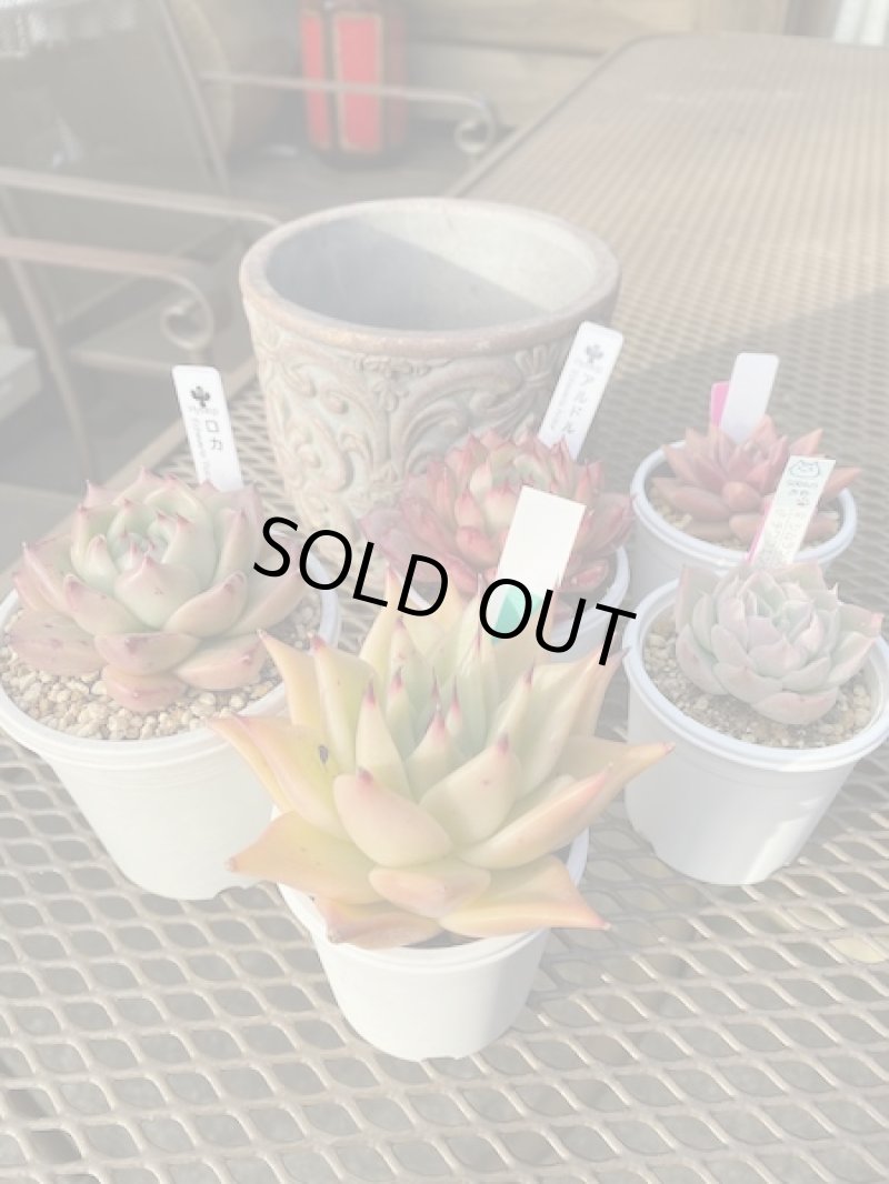 画像1: エケベリアセット (1)