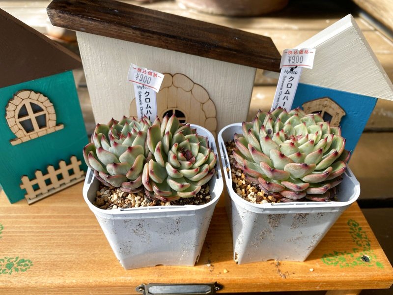 画像1: クロムハーツ (1)