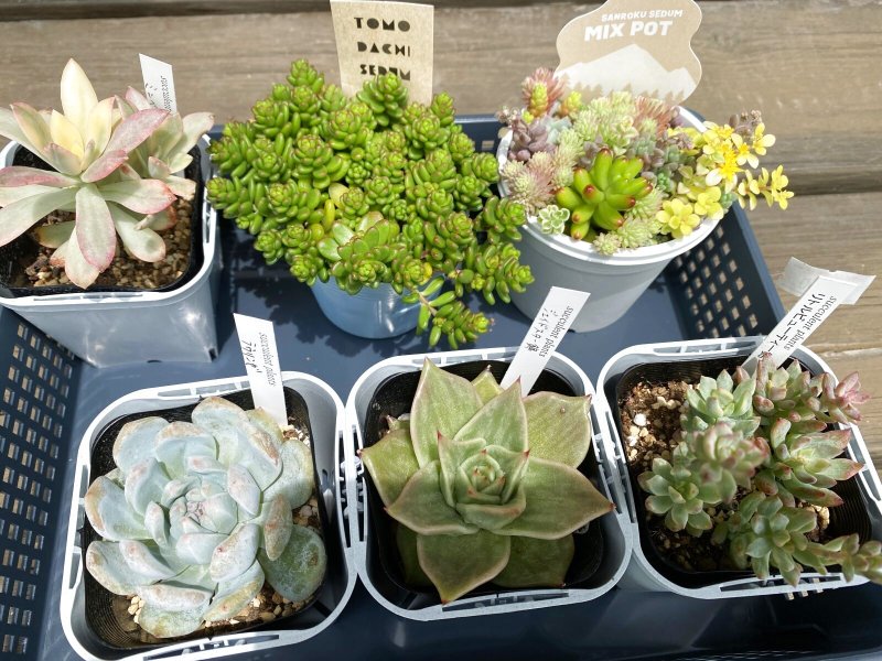 画像1: 寄せ植えセット (1)