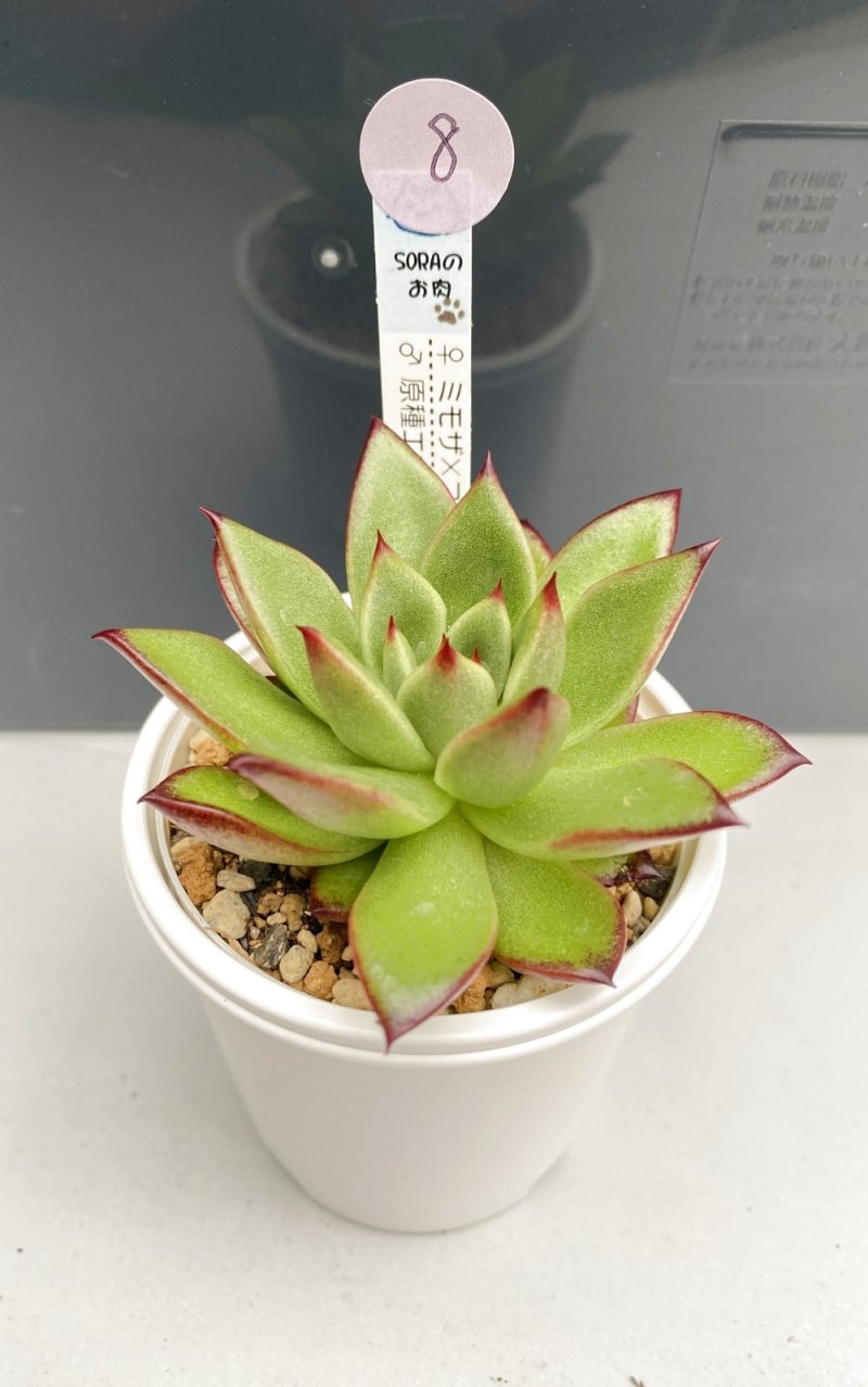 画像1: 8 ミモザ×コロラータ×♂原種エボニー (1)
