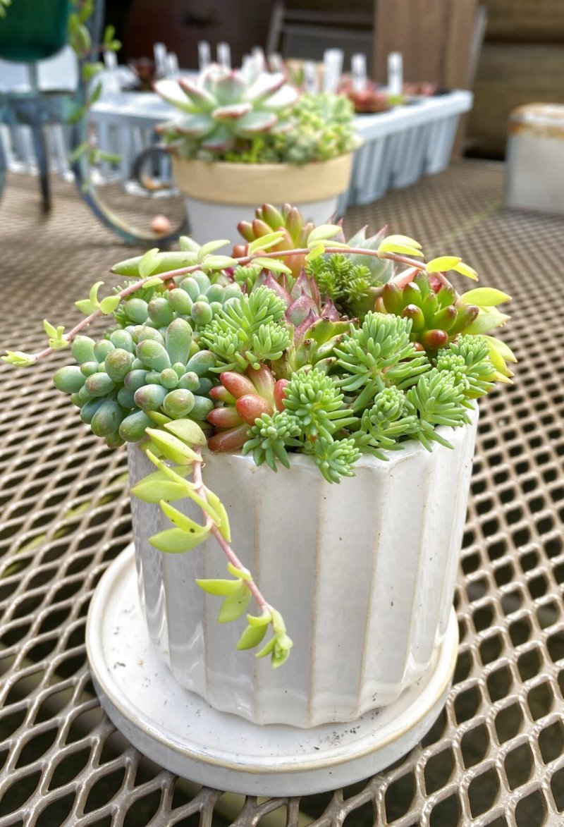 画像1: 寄せ植え (1)