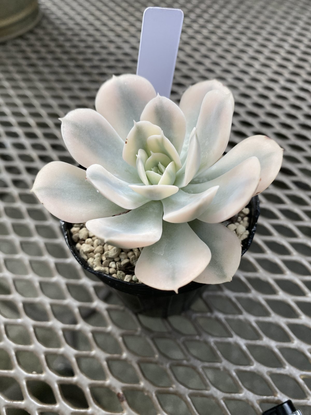 多肉植物　ルンヨニー　白い子セット 多肉植物 ルンヨニー 白い子セット 多肉植物ルンヨニー白い子セット