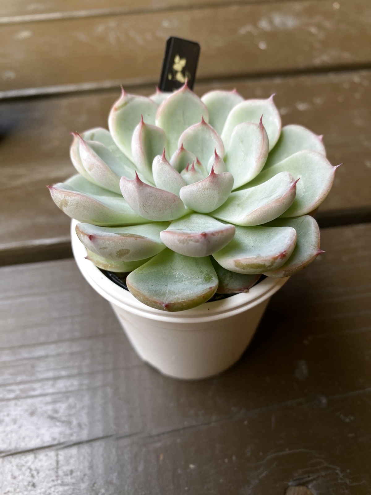 多肉植物 白玉美尼♡葉挿し④(ミックスベリア) 楽天市場】多肉植物 oriミックスベリア No.064 白玉美尼 多肉